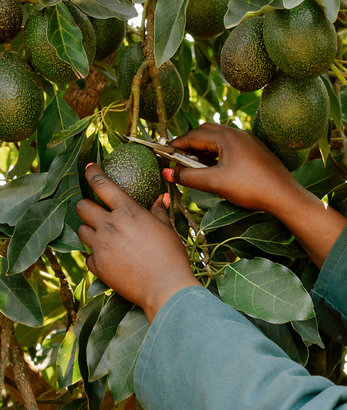 GEM® Avocado Growing a GEM®
