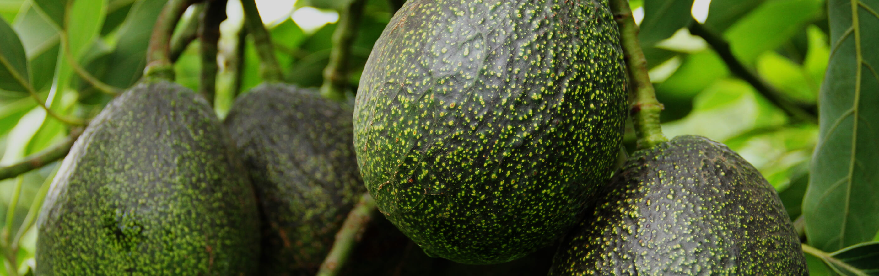 Growing GEM® Avocados GEM® Avocado